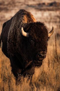 Buffalo Wildlife Male Bison