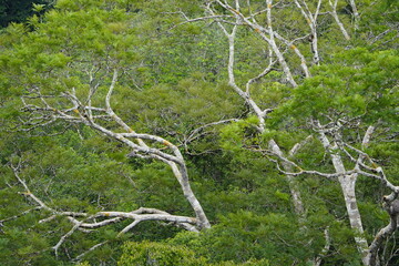 There is still existing rainforest. Here near Cidade de Deus, Manaus - Amazonas, Brazil.