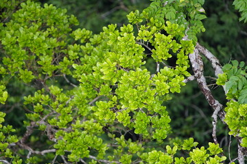 There is still existing rainforest. Here near Cidade de Deus, Manaus - Amazonas, Brazil.