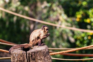 Closeup shot of a furry capuchin monkey on a trunk in a wildlife sanctuary