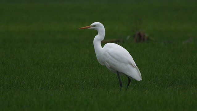 A great egret (Ardea alba) standing in a meadow and flying up