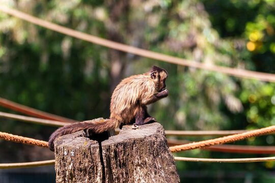Closeup Shot Of A Brown Capuchin Monkey Sitting On A Trunk Against The Isolated Background
