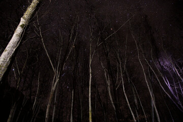 forest sky at night with stars and tree top silhouettes in the background