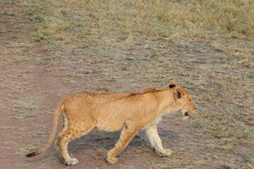 Obraz premium Lion cub (Panthera leo) walking in savannah in Serengeti national park, Tanzania