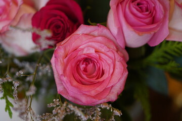 Obraz premium Close-up of passionate pink rose flower on a flower bouquet.