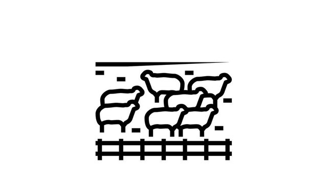 pasture sheep line icon animation