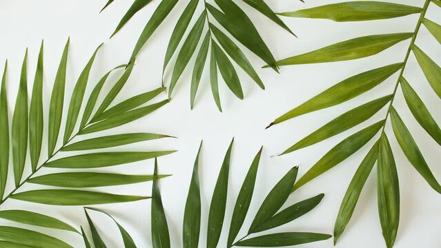 Green leaves Tropical palm tree isolated on a white revolving table. Extract, aromatic essential oil. Natural cosmetics for hair and skin care. High quality 4k footage