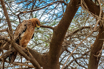 Fototapeta na wymiar Tawny eagle (Aquila rapax) on a tree in Serengeti national park, Tanzania