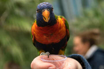 Lorikeet