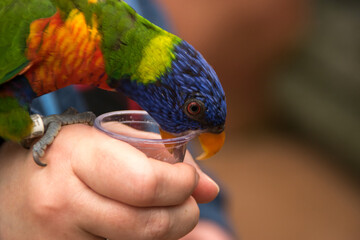 Lorikeet
