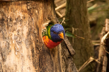 Lorikeet