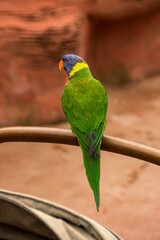 Lorikeet