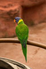 Lorikeet
