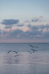 seagulls flying over the sea miami beautiful 