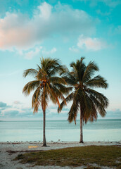 palm trees on the beach miami 