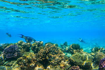 Obraz na płótnie Canvas Sohal surgeonfish (Acanthurus sohal) or sohal tang, is a Red Sea endemic. Sohal surgeonfish on coral reef in the Red sea in Ras Mohammed national park. Sinai peninsula in Egypt