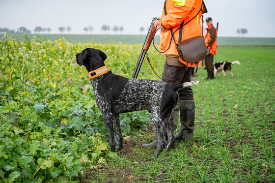 J&auml;ger mit Schrotgewehr und Jagdhund am Feldrand w&auml;hrend der Jagd.