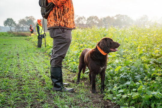 Jagdhund an der Seite des J&auml;gers, bei der Jagd.