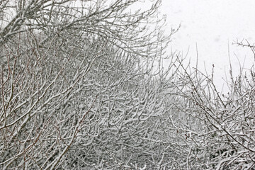 Snow on a tree in winter
