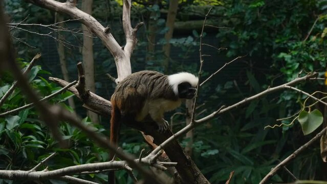 Pygmy dwarf monkey living on a tree branch in forest ecosystem, animal wildlife science 4k