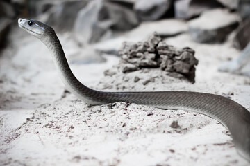 the long black mamba snake - obrazy, fototapety, plakaty