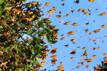 Monarch butterflies (Danaus plexippus) are flying on the background of the blue sky in a park El Rosario, Reserve of the Biosfera Monarca. Angangueo, State of Michoacan, Mexico