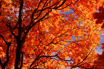 Fototapeta premium The colors of Fall