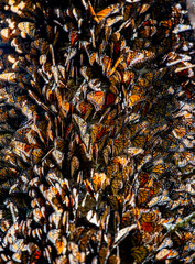Big colony of Monarch butterflies  (Danaus plexippus) close-up in the forest in the park El Rosario, Reserve of the Biosfera Monarca. Angangueo, State of Michoacan, Mexico.