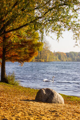 autumn nature landscape with schwan