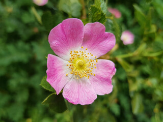 sweet briar also eglantine rose (in german Schottische Zaunrose also Weinrose) Rosa rubiginosa