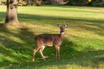 White-tailed Doe Deer In Late October
