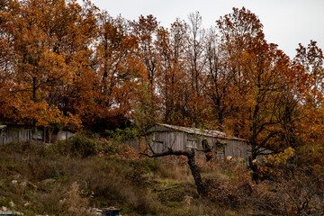 autumn in the forest