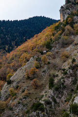 autumn forest in the mountains