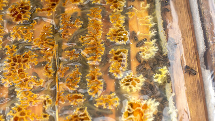 The hive is covered with film. Beeswax and propolis are plastered on a protective film that protects the hive from moisture and retains heat in the hive.