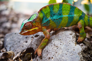 chameeon with face on body