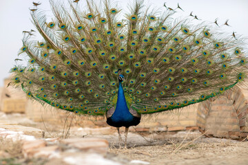 Fototapeta premium The peacock turns on the female with the gorgeous feathers.