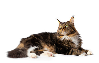 Maine Coon cat lies on a white background