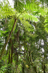 trees in tropical forest