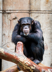 chimpanzee sits chilled on tree