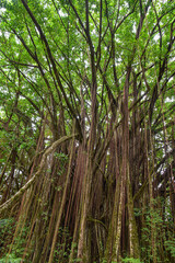 trees in the forest