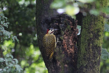 Cracked Green Woodpecker