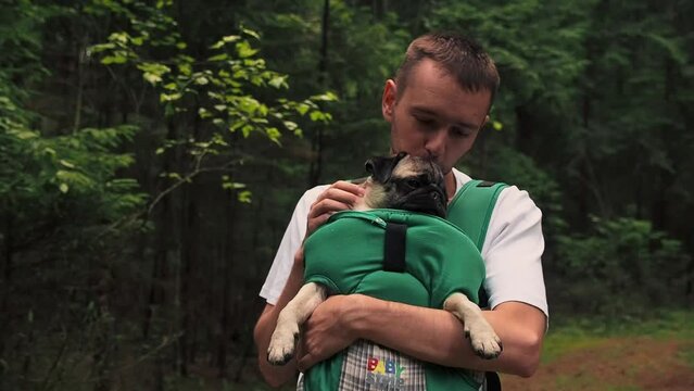 Cute dog pug sitting in the ergo device babycarrier or sling kangaroo carrier. Pet dog like a baby. Happy parenting and concept Childfree