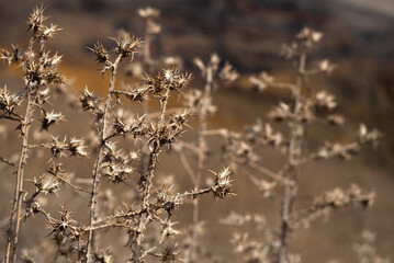 Dry artichoke. Close-up.