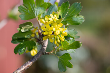 Fototapeta premium Close up of golden currant (ribes aureum) flowers in bloom