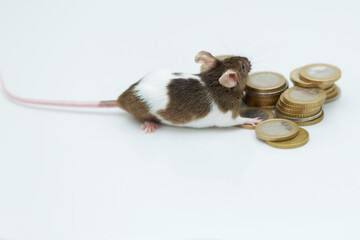 Small mouse and money, mouse and coins on a white background.