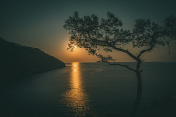 Fototapeta na wymiar Sunrise above sea and pine tree with blue sea background Turkey