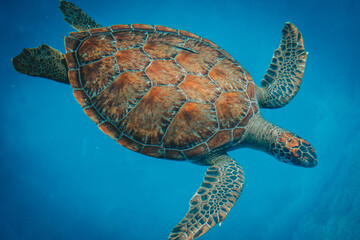 Fototapeta premium Sea turtle swims in blue sea water aquatic animal underwater photo
