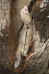 Ferret enjoying walking and exploring of tree holes in winter park