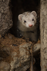 Ferret enjoying walking and exploring of tree holes in winter park