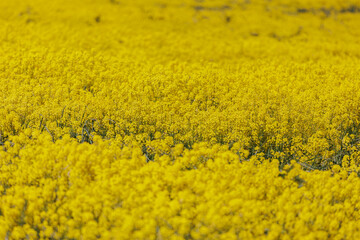 field of yellow flowers on a blue sky background. natural background, beautiful view of the yellow field of flowering rapeseed. agricultural crops and crop maturation. agricultural region cultivation